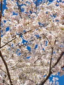 東尾道,花見,桜