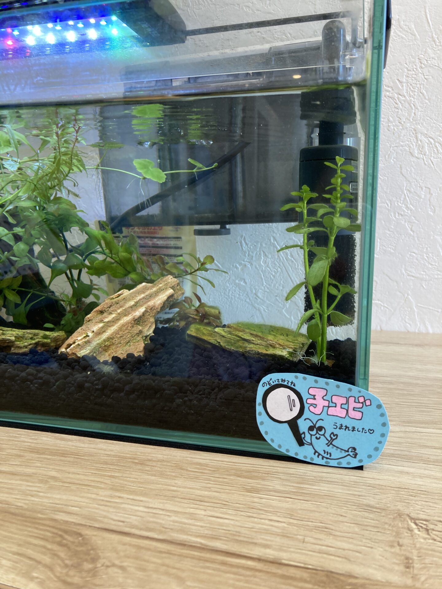 小エビ,理容室,エビ水槽